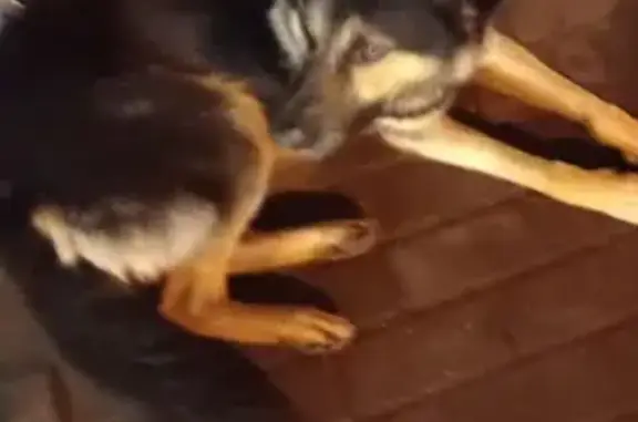 Найденные животные Тверь, фото: Собака найдена: Хрустальная ул., Тверь