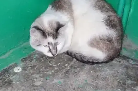 Кошка найдена на Вавилова 6, Липецк
