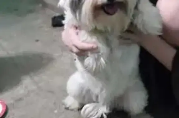 Найдена собака, Казань, фото: Собака найдена на ул. Глушко, 30, Казань