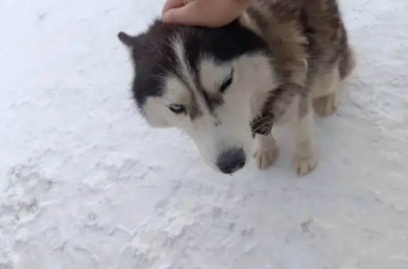 Хаска найдена на Планетной, 32/1, НСК