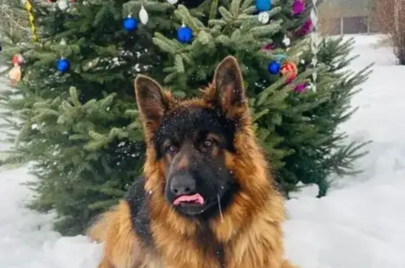 Собаки потеряшки, Кузёмкинское, фото: Потеряшка собака в Кузёмкинском поселении