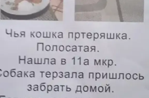 Кошка найдена: Спортивная 37А, Нефтеюганск
