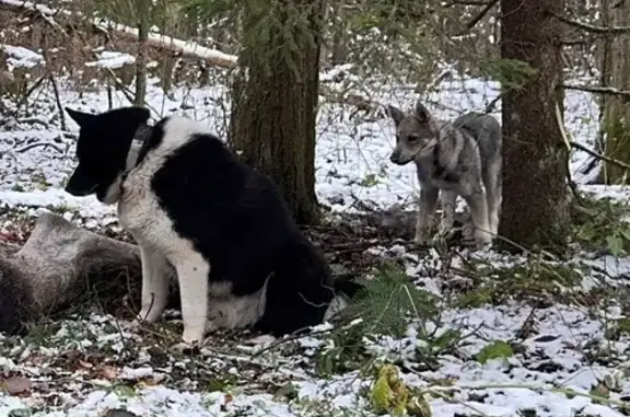 Пропали собаки в Кузьмищенском СП