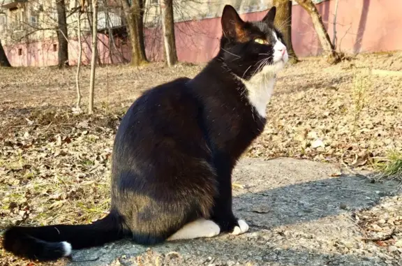 Найден котик, Тихоокеанская 171, Хабаровск