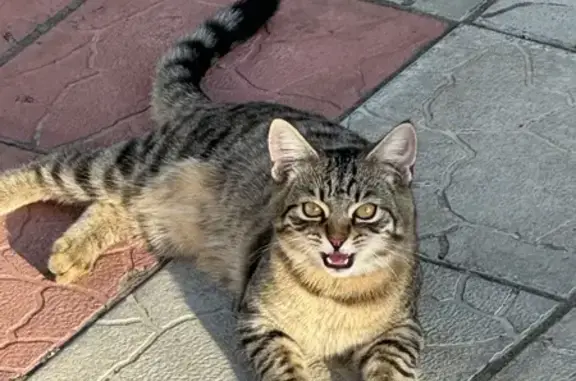 Кошки потеряшки, Отрада, фото: Потеряшка котенок, ул. Рябикова, Отрада