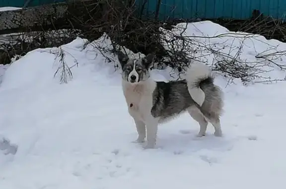 Пропала собака в Седяше, Пермский край