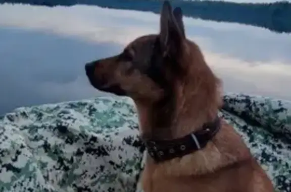 Собаки потеряшки, Кубринск, фото: Потеряшка собака Рекс в лесу Нагорье, Кубринск