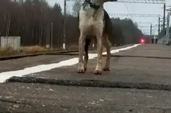 Найдена собака, , фото: Собака найдена на ул. Соревнование, 24