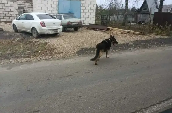 Собака на Дементеевской, Тульская обл.