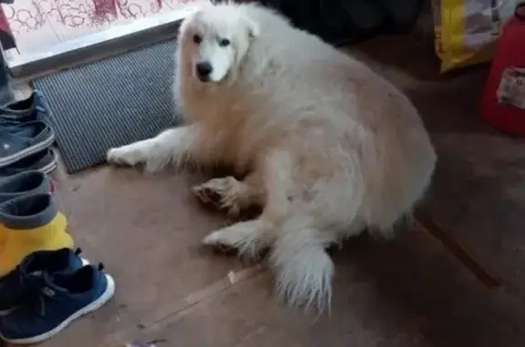 Собаки потеряшки, , фото: Потеряшка собака, Линейная ул., Покровка