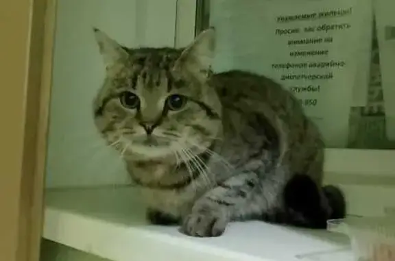 Кошка найдена: ул. Эдуарда Белана, Липецк