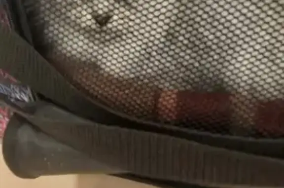 Кошка найдена: Дон, Каширское СП