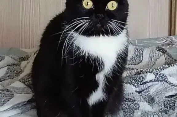 Потерянные животные Рязань, фото: Пропала кошка, Юбилейная 1 к2, Рязань