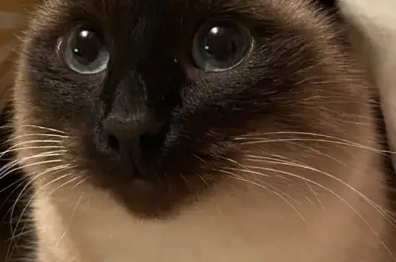 Кошки потеряшки, Чёрноотрожский сельсовет, фото: Потеряшка сиамская кошка, Лесная ул.