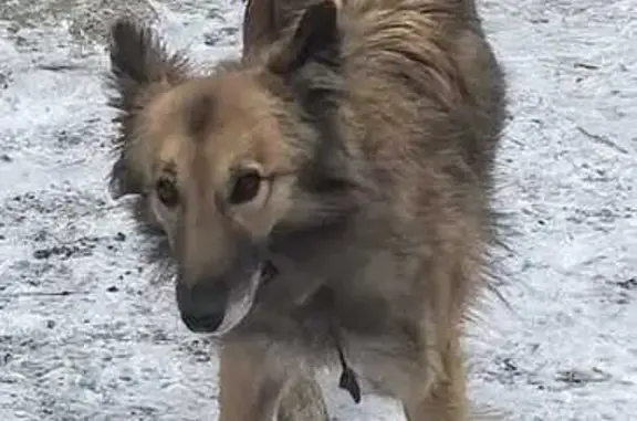 Собаки потеряшки, , фото: Потеряшка собака в Чурилово, Зимняя 9