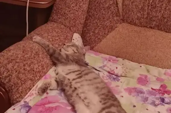 Кошки потеряшки, Анджиевский, фото: Потеряшка кошка, Заводская 34, Анджиевский