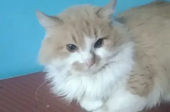 Найдена кошка, , фото: Найдена кошка, Ленинградская 33