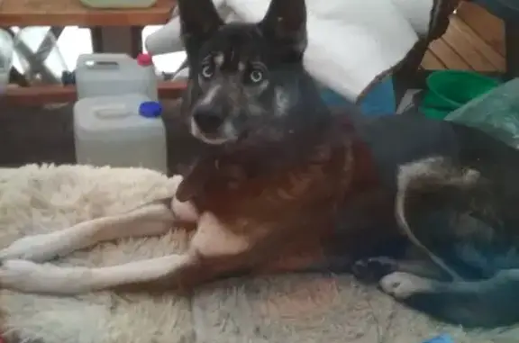 Пиньгуба: Найдена собака, 86К-213