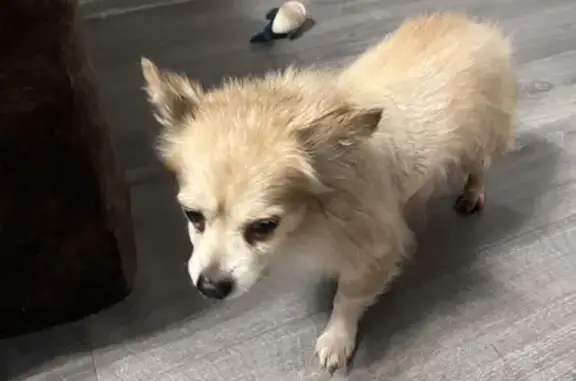 Найденные животные Тверь, фото: Найдена собака у РУВД, пр. Победы, 10