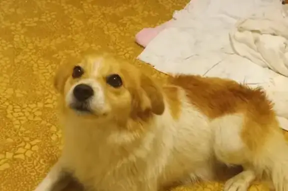 Собака найдена: Московская область