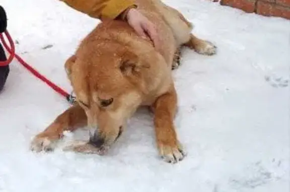 Пропала собака Рыжик, Омск, Башенный 2