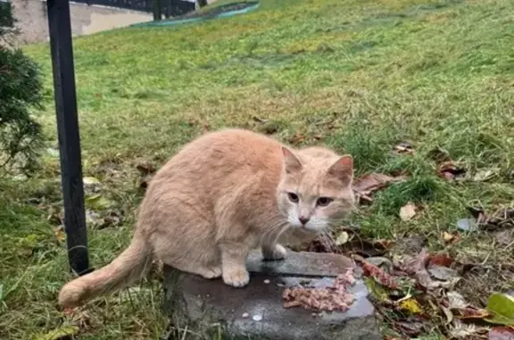 Кошка найдена на Парашютной, СПб