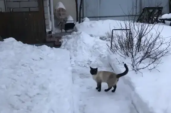 Пропал сиамский кот, ул. Ленин...