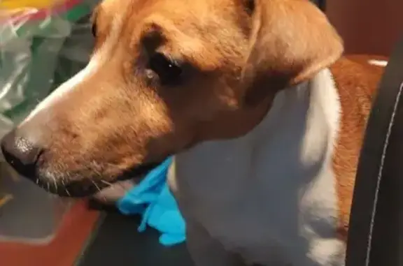 Найдена собака, , фото: Найден джек-рассел: 46Н-10515, Жучки