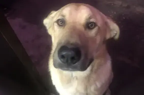 Найдена собака, Сосновка, фото: Собака найдена: Советская ул., Сосновка