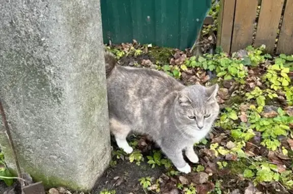 Кошка найдена, ул. Ленина, Кудиново