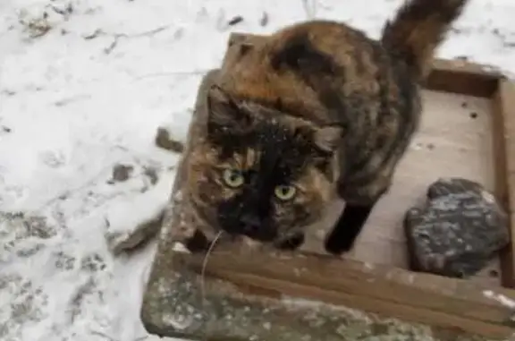 Найдена кошка, Матвеевка, фото: Кошка найдена: Кленовый квартал, 18