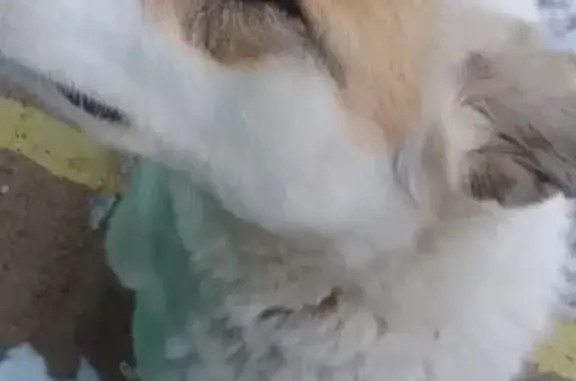 Собака найдена на Ремстройдормаш, Уфа