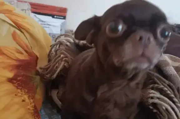 Найдена собака, Щёлково, фото: Собака найдена в Московской области