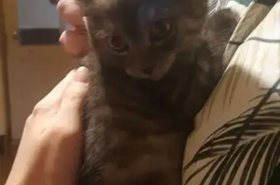 Найденные животные Ростовка, фото: Кошка найдена, Парковая 1, Ростовка