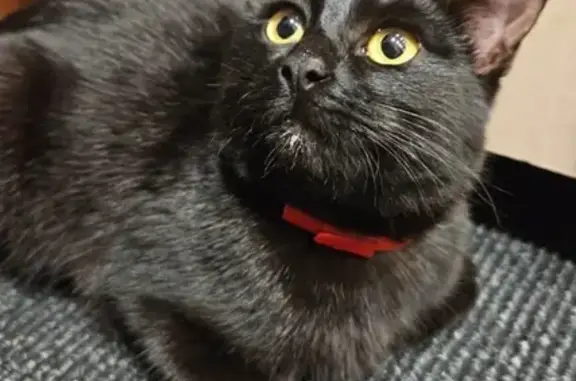 Кошка найдена: ул. Энгельса, 59, Советск - photo