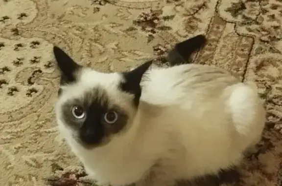 Найдена кошка, Смоленск, фото: Кошка найдена, ул. Лавочкина, 46, Смоленск