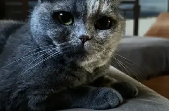 Кошки потеряшки, , фото: Потеряшка кошка, ул. Ленина, 47, Лесной