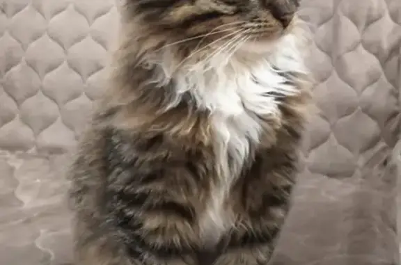 Найдена кошка, Болхов, фото: Кошка найдена: 1-й Ленинский пер., 46, Болхов