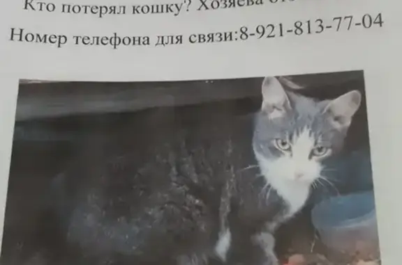 Найдена кошка, , фото: Кошка найдена в Тарасовской, Архангельск