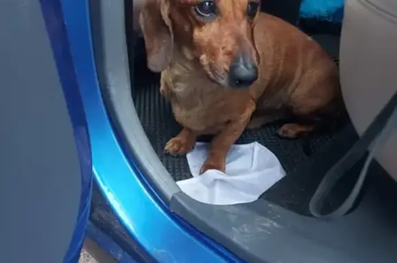 Найдена собака, Хвощеватка, фото: Такса найдена у Пятерочки, Садовая ул.