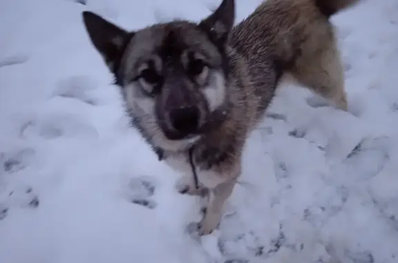 Найдена собака, село имени Льва Толстого, фото: Собака найдена: ул. Пушкина, 32, с. Л. Толстого