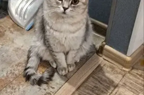 Кошки потеряшки, Дзержинск, фото: Потеряшка кошка, пр. Циолковского, 64