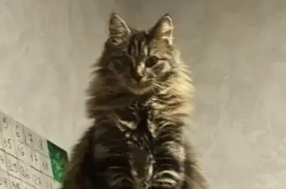 Потерянные животные Воткинск, фото: Пропала кошка, Воткинск, Удмуртия