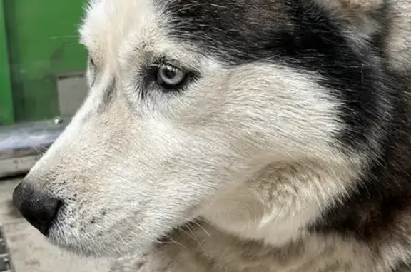 Найденные животные Ростов-на-Дону, фото: Грустный хаски в Пятерочке, Извилистая 17