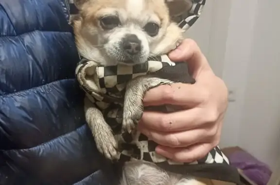 Найденные животные Ростов-на-Дону, фото: Чихуахуа найдена, Петрозаводская 104, РнД