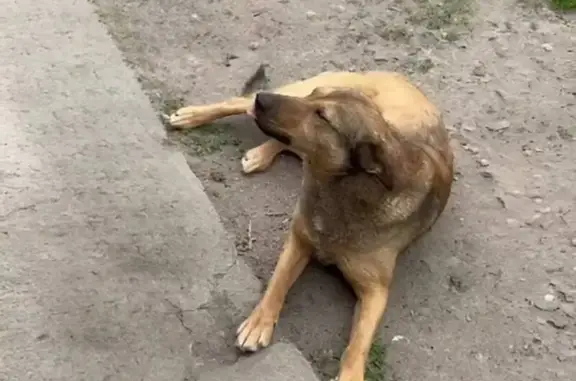 Пропала собака в районе Донского переулка