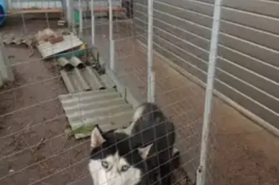 Хаски найдена: Половая ул., 8, Казань