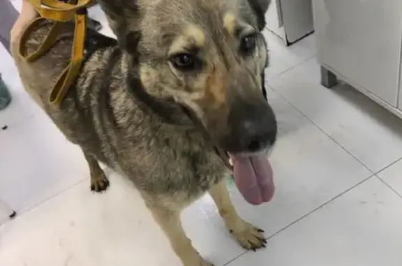 Найдена собака, Санкт-Петербург, фото: Собака найдена, пр. Науки 22, СПб