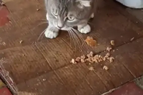 Найденные животные Ставрополь, фото: Кошка найдена: Магистральная 157, Ставрополь