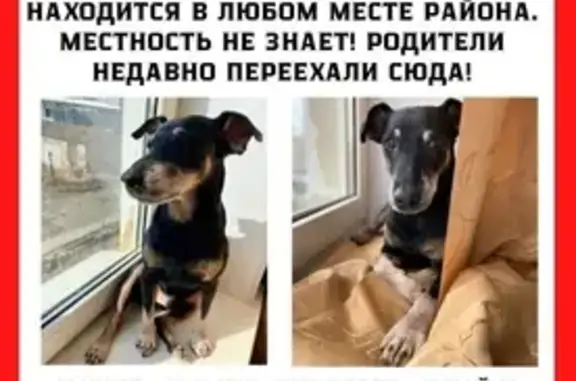 Собаки потеряшки, , фото: Потеряшка собака Яго, Лесная ул., Шалово